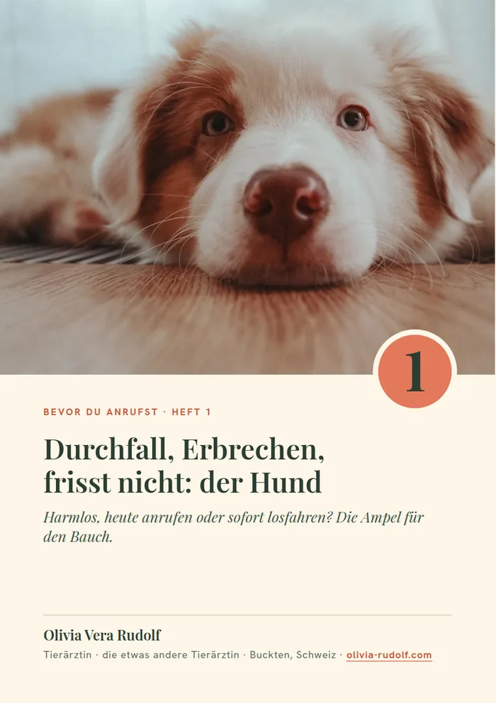 Titelseite Heft 1: Australian Shepherd liegt ruhig auf dem Boden