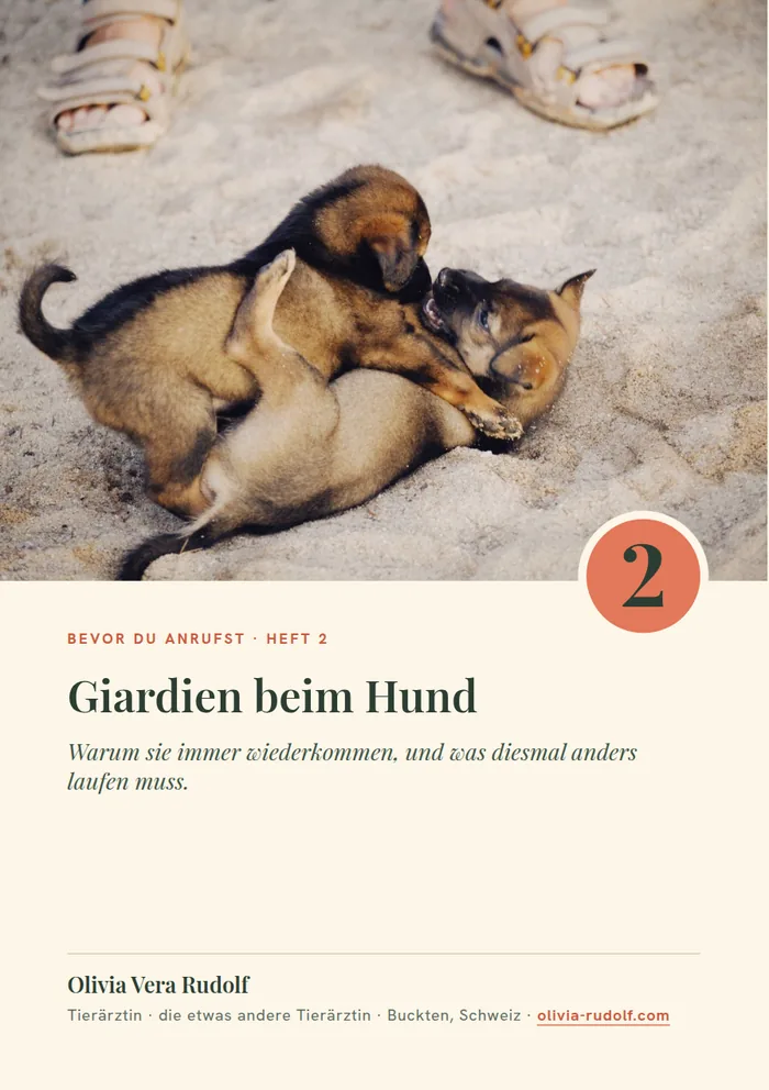 Titelseite Heft 2: Weisser Boxer liegt auf dem Sofa