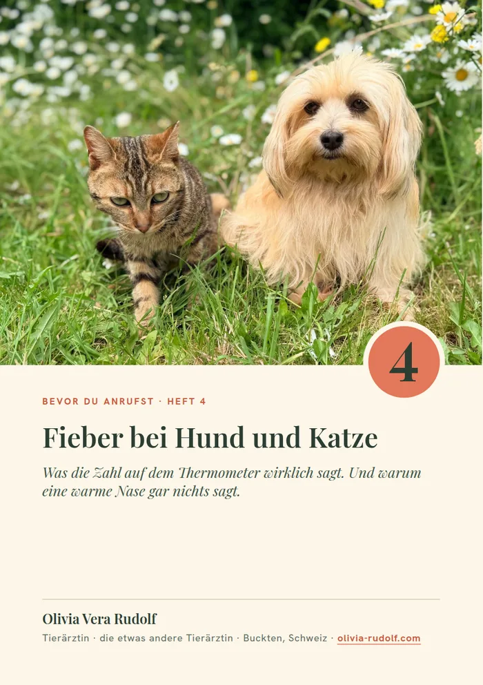 Titelseite Heft 4: Hund liegt matt auf dem Bett