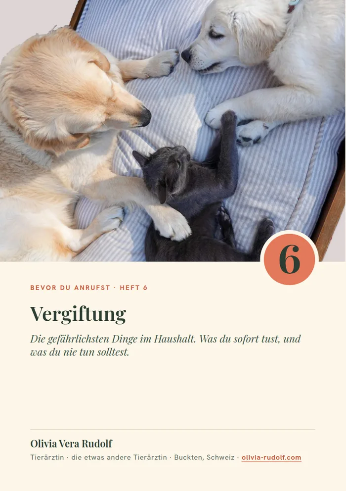 Titelseite Heft 6: Französische Bulldogge am Tisch mit Keksen und Kaffee
