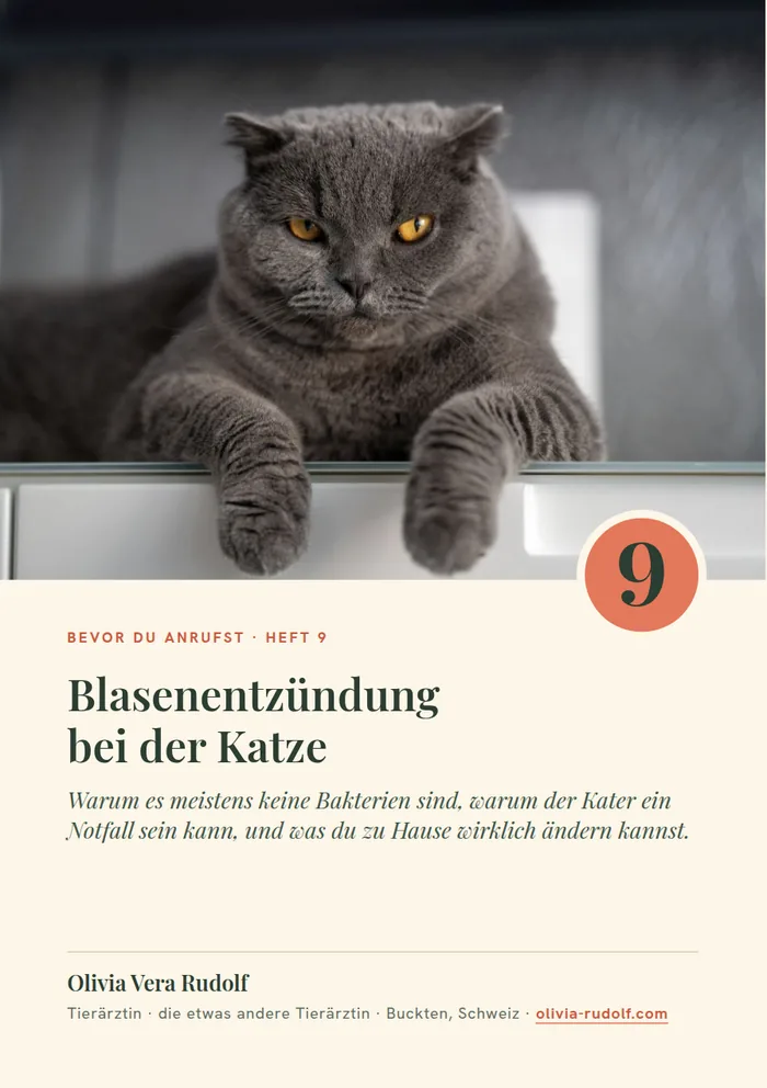 Titelseite Heft 9: Graue Katze schaut über eine Kante