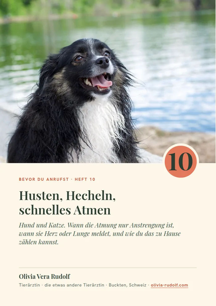 Titelseite Heft 10: Nasser Hund am See, hechelnd