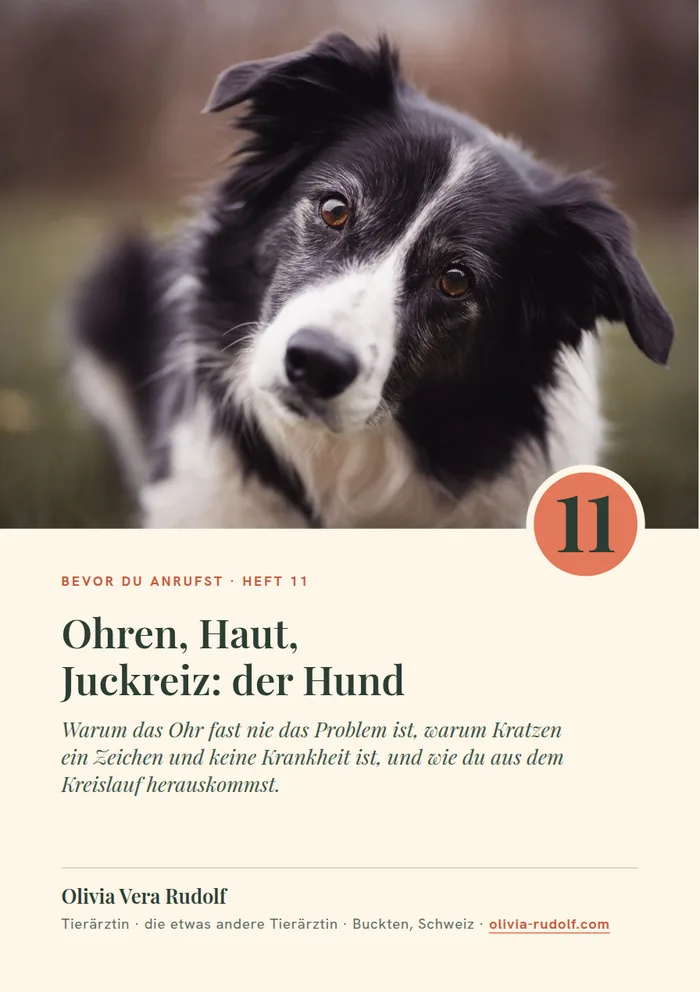 Titelseite Heft 11: Border Collie legt den Kopf schief
