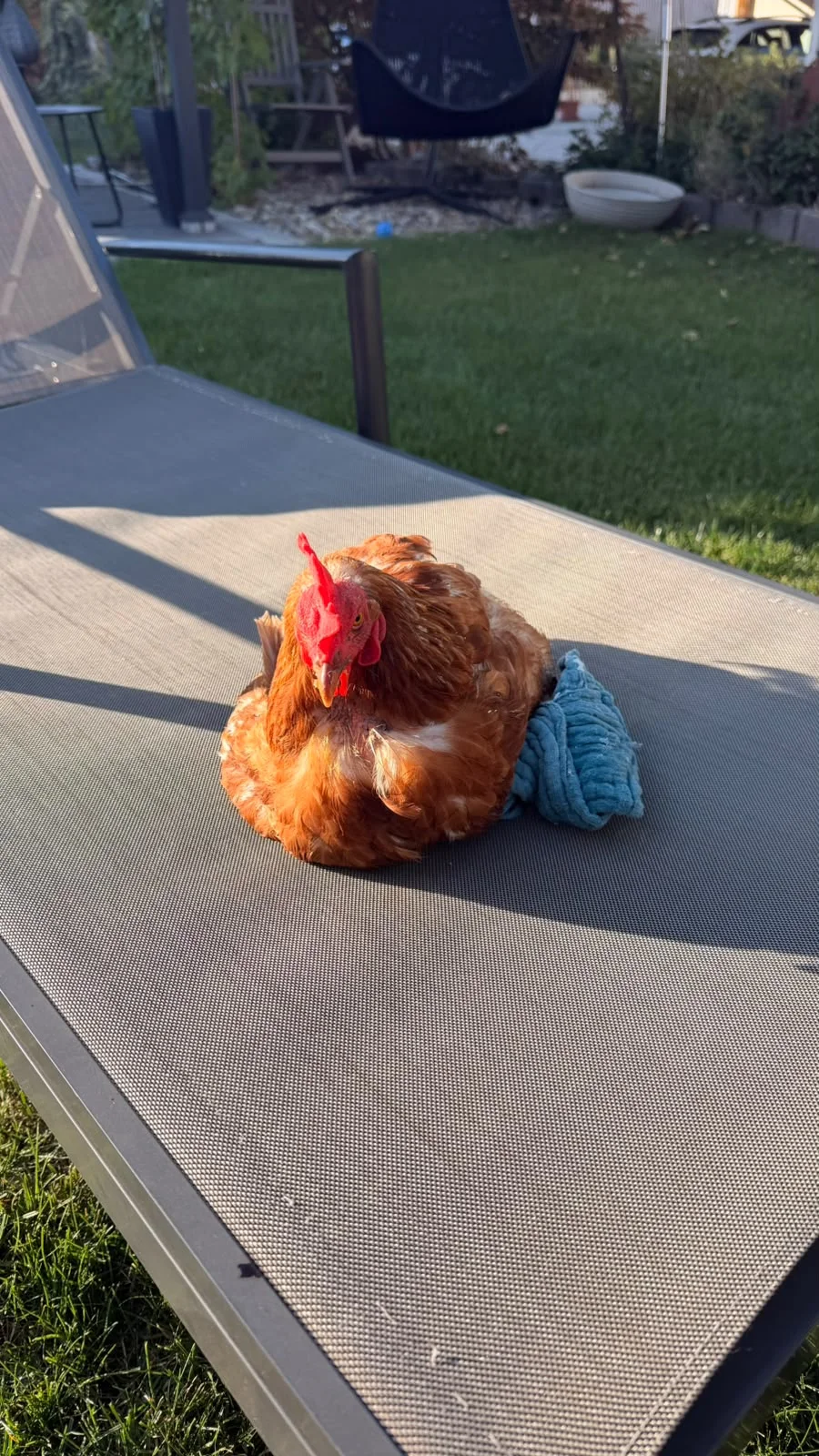 Mitten in der Behandlung: Ruhepause auf der Gartenliege