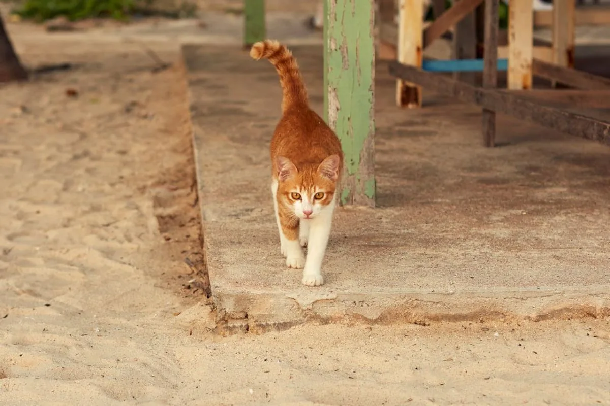 Rot-weiße Katze auf einer Veranda