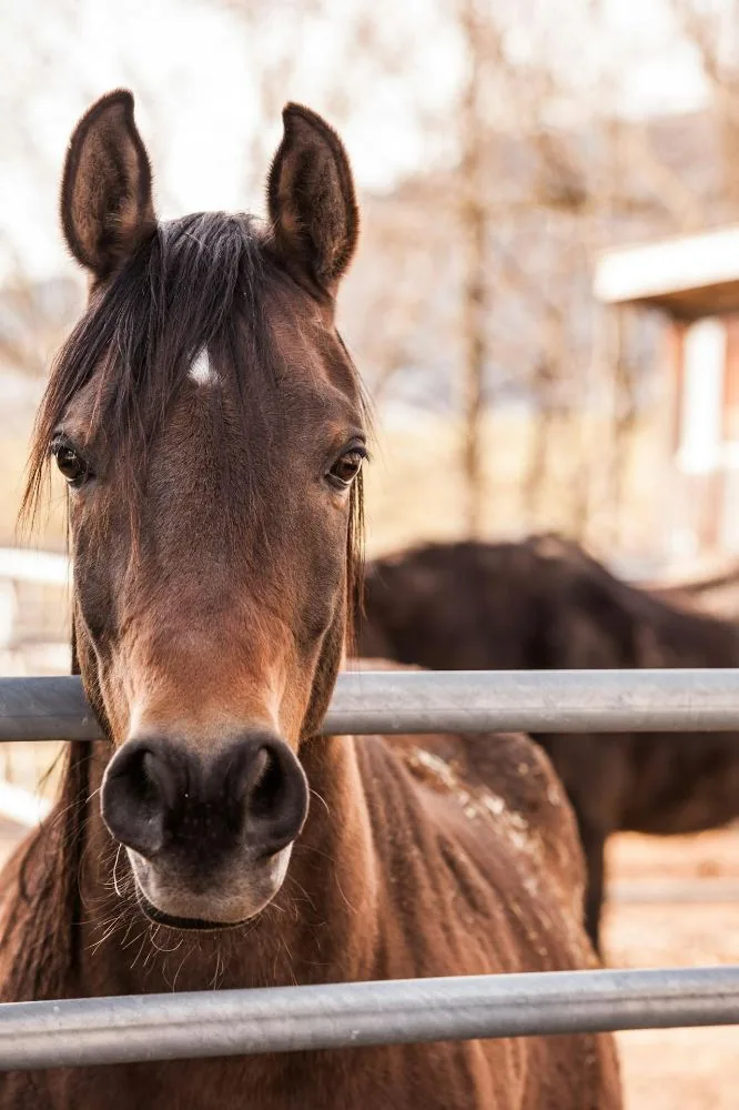 Pferd schaut zwischen Gatterstangen hervor