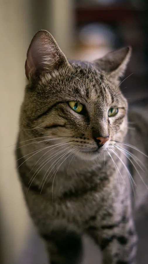 Getigerte Katze sitzt aufrecht und schaut aufmerksam