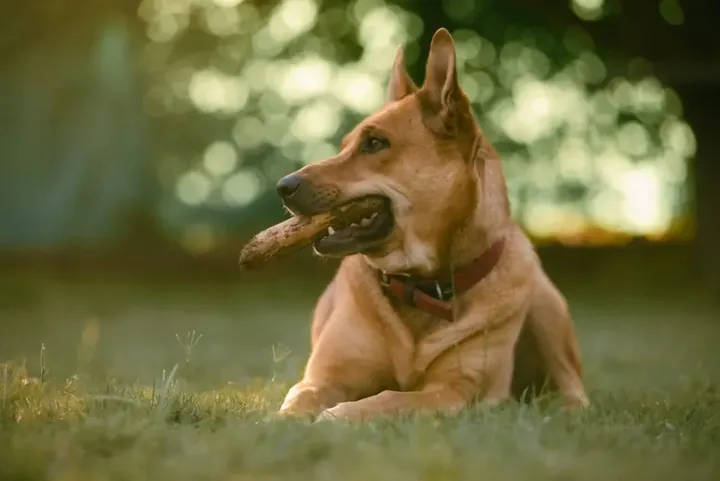 Hund liegt im Gras und schaut aufmerksam