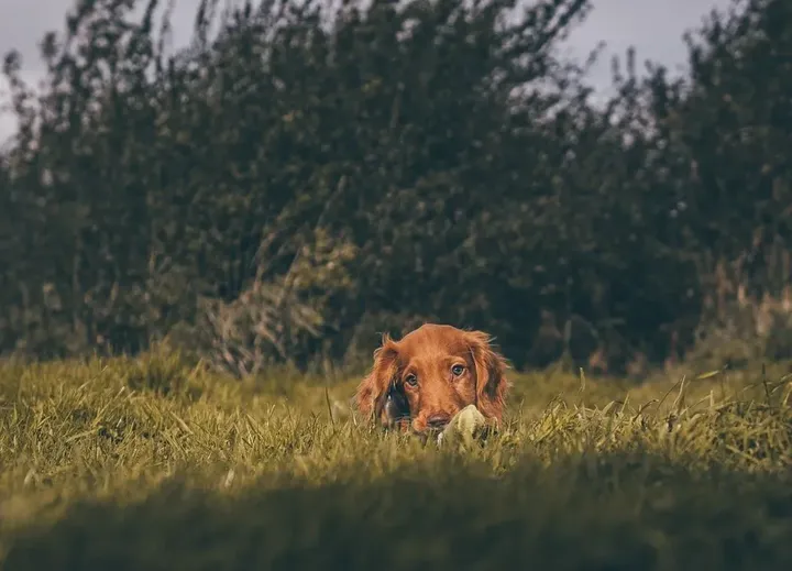 Hund liegt im Feld und wartet