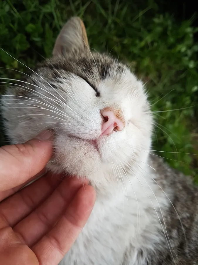 Katze schliesst die Augen und geniesst das Kraulen am Kinn