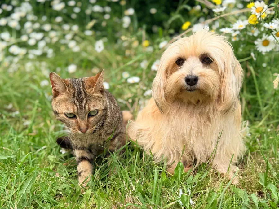 Katze und Hund sitzen nebeneinander im Gras