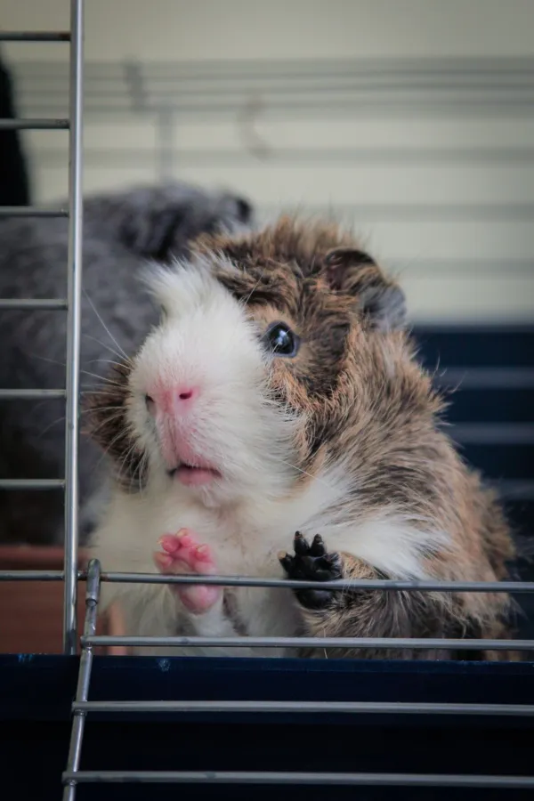 Meerschweinchen stützt sich ans Gitter und schaut neugierig