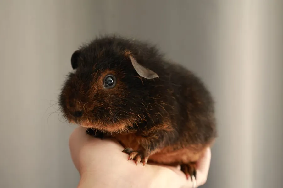 Dunkles Meerschweinchen sitzt auf einer Hand