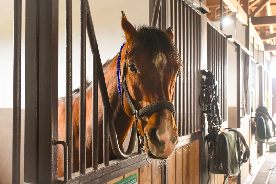 Pferd schaut aus seiner Box in die Stallgasse