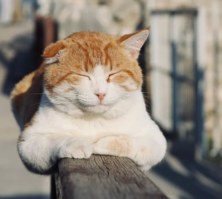 Rote Katze blinzelt entspannt in die Kamera