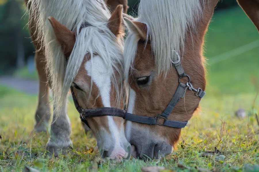 Zwei Haflinger grasen Kopf an Kopf auf der Weide