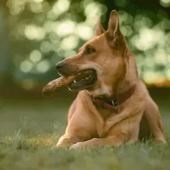 Hund