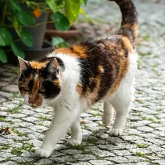 Katze
