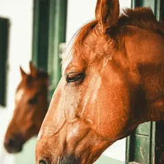 Pferd