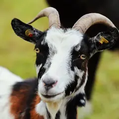 Ziege