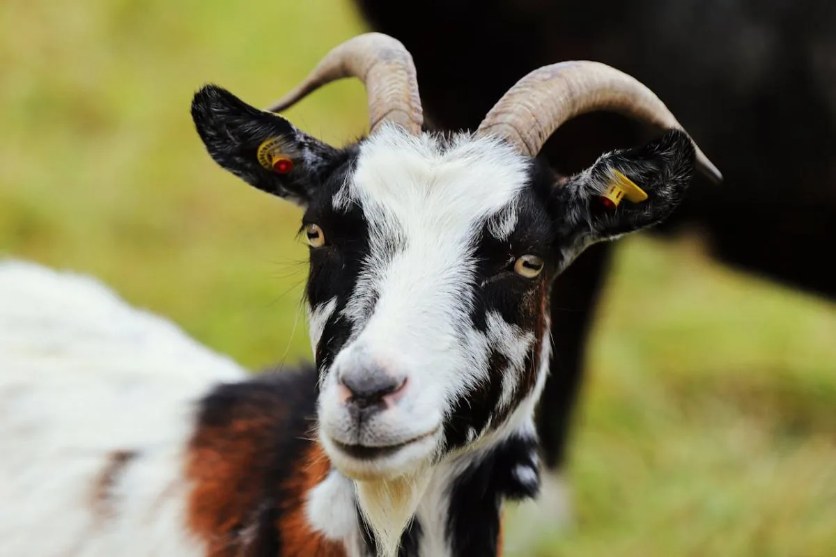 Ziege mit Hörnern